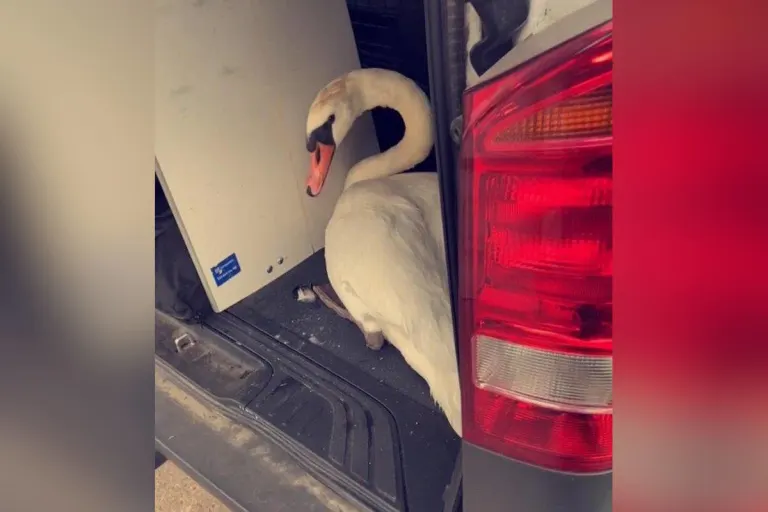 Trier – Verletzter Schwan schwimmt wieder