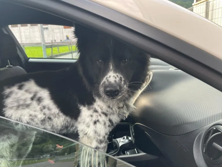 Hitzefalle Auto - Hunde nicht im Auto lassen
