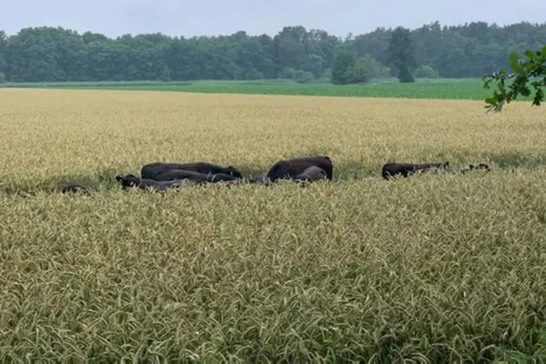 Flotwedel - Rinder ausgebrochen