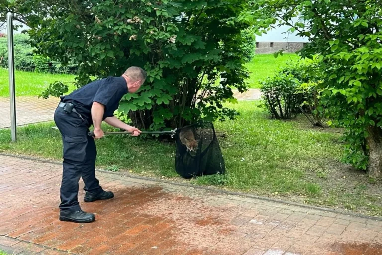 Hannover - Feuerwehr hilft einem verirrten Fuchs