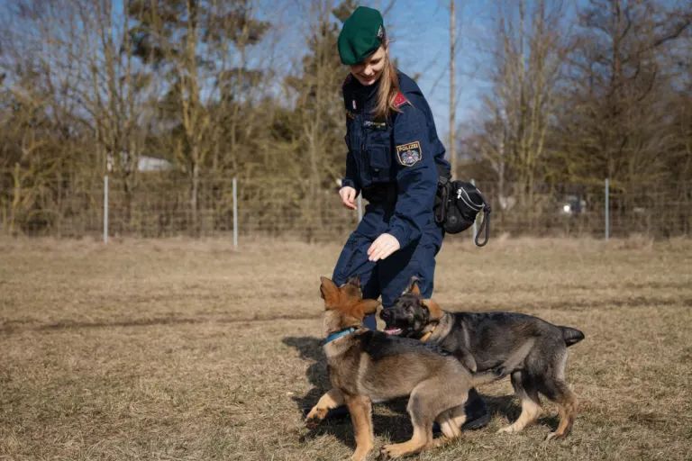 Niederösterreich – Zwei junge Polizeidiensthunde in Ausbildung