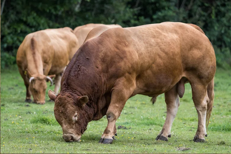 Montalchez–Les Prises NE – Entlaufener Stier wohlbehalten eingefangen