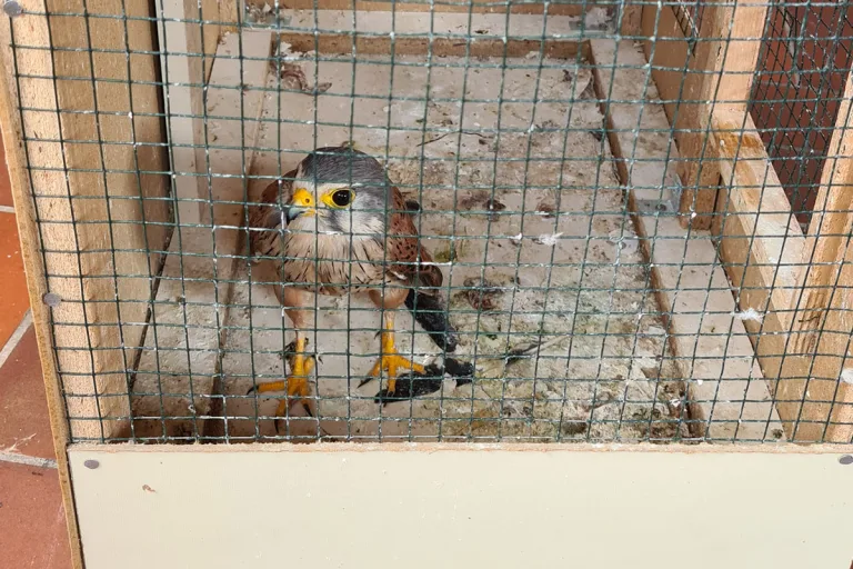 Hofgeismar HE - Turmfalke für 2.000 Euro zum Verkauf angeboten