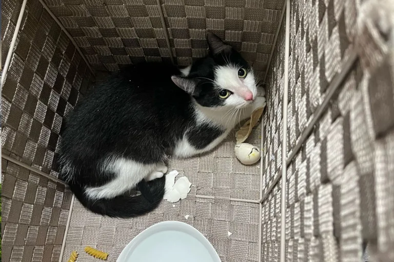 Dortmund NW – Katze in zugeklebtem Wäschekorb ausgesetzt