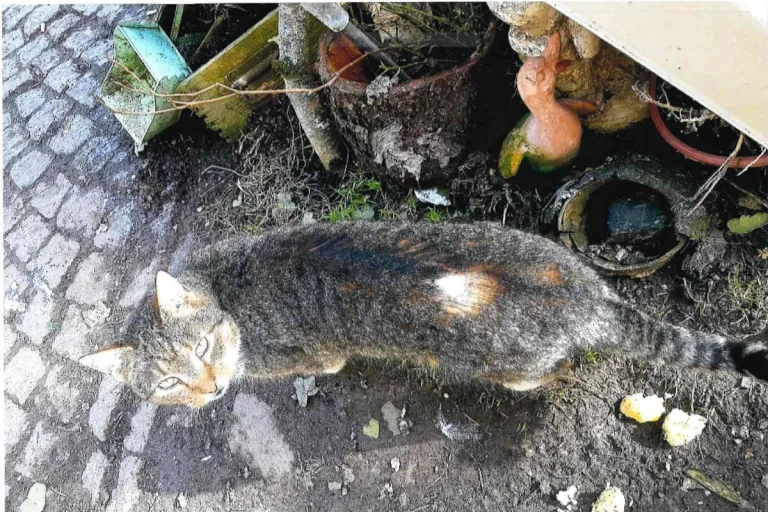 Sondershausen – Katze angeschossen und verletzt