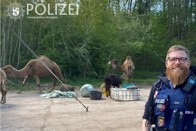 Kaiserslautern RP - Kamel und andere Zirkustiere ausgebüxt