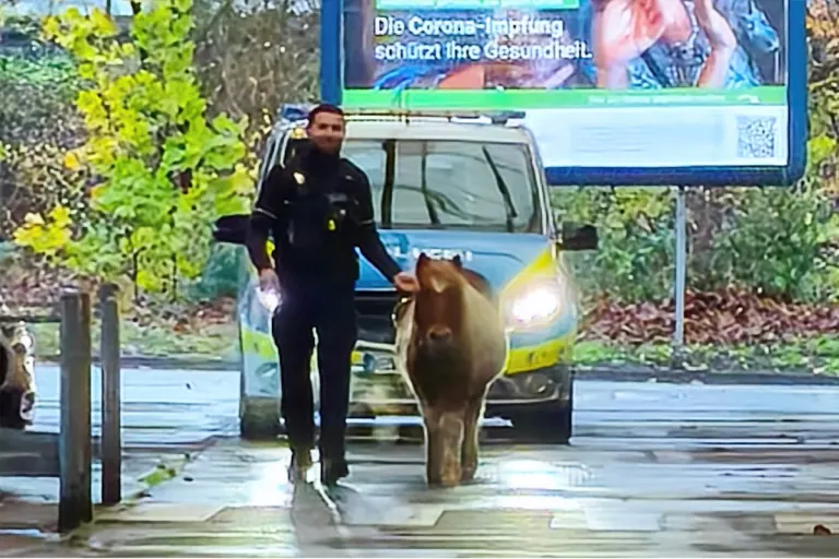 Duisburg NW – Polizei stoppt entlaufene Pferde in Duissern