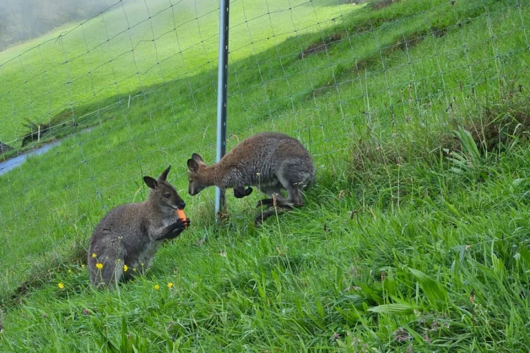 Rohrberg im Zillertal T – Entlaufenes Wallaby wieder zu Hause