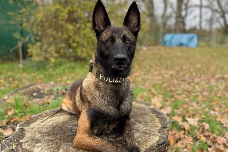 Kassel - Diensthund Loki erschnuppert Einbrecher
