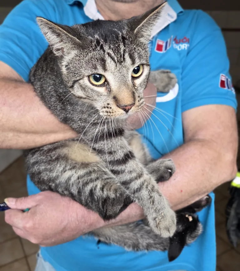 Visselhövede – Katze aus Schornstein gerettet