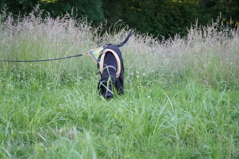Mörschwil SG - Erfolgreicher Polizeihund fasst Flüchtigen