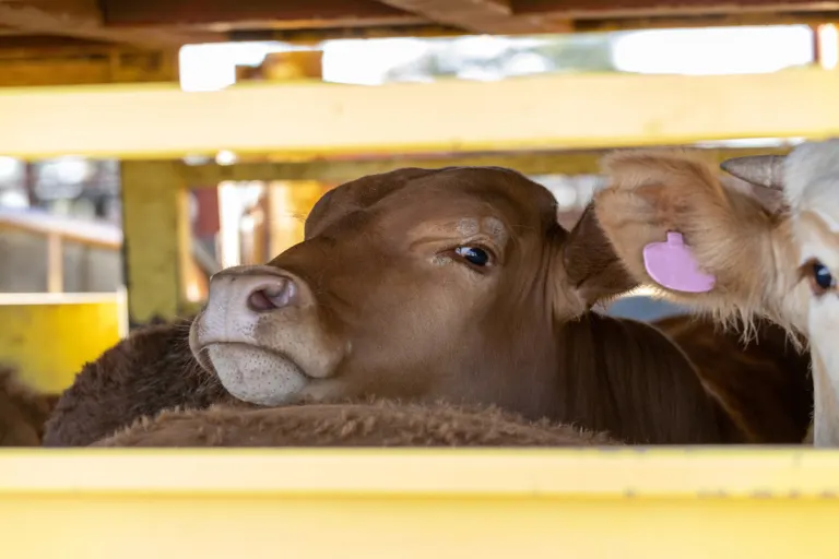 A1 Wildeshausen – Zahlreiche Verstöße bei Tiertransporten