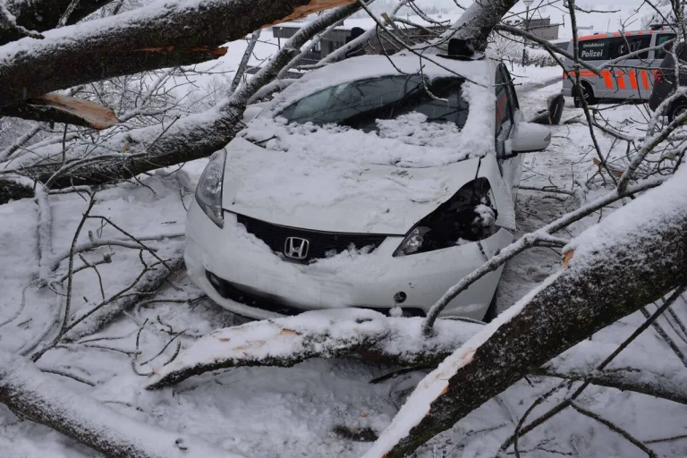 Kaltbach LU - Schneebedeckter Baum auf Auto gestürzt - 3-jähriges Kind verletzt