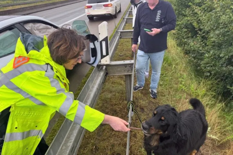Gießen - Polizei beruhigt Hund nach Unfall 