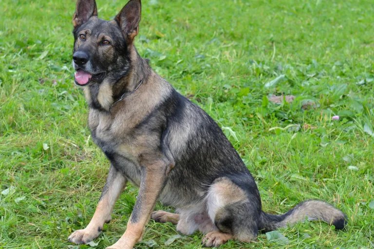 Meggen LU - Mutmasslicher Einbrecher dank Polizeihund im Wald gefasst