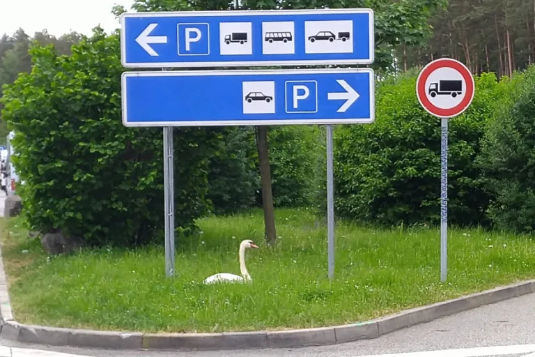 Triptis -  Kampfschwan hat Flucht ergriffen