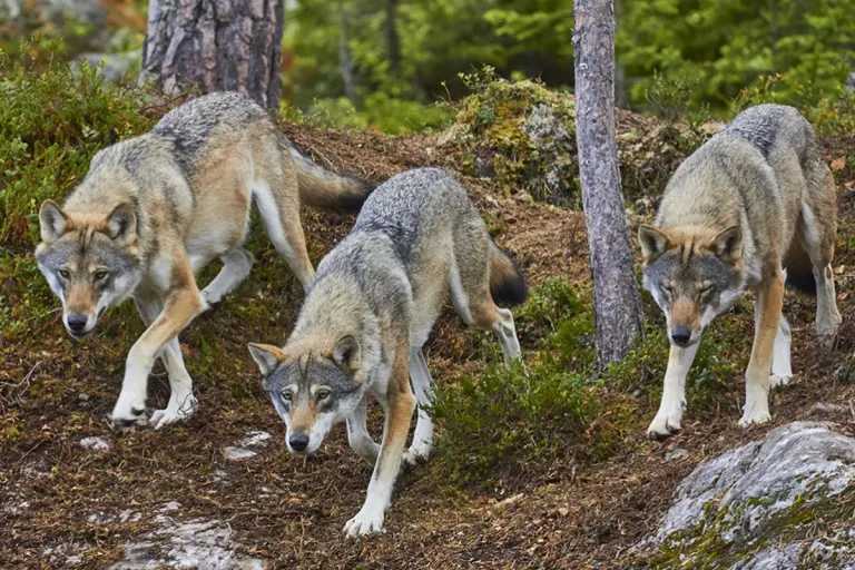 Weitere Wölfe dürfen laut BAFU in Graubünden geschossen werden