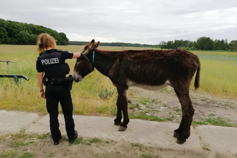 Eggesin – Esel auf Abwegen