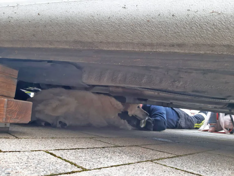 Dortmund – PKW überrollt Hund