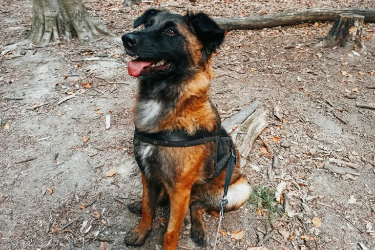 Zeven – Polizei sucht entlaufenen Hund - Vorsicht bissig!