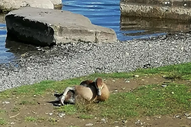 Tierquälerei in Dortmund – Unbekannte binden am Phoenix-See die Beine einer Nilgans zusammen
