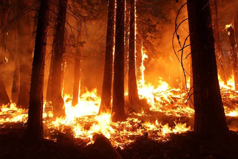 Kanton Freiburg – Feuerverbot in den Wäldern wegen der Waldbrandgefahr