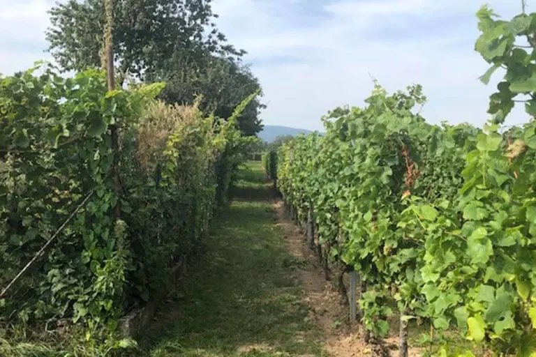 Edesheim - 79-Jähriger fährt durch Weinberg