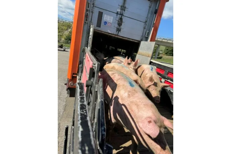 Steiermark – Zahlreiche Mängel bei Verkehrskontrollen