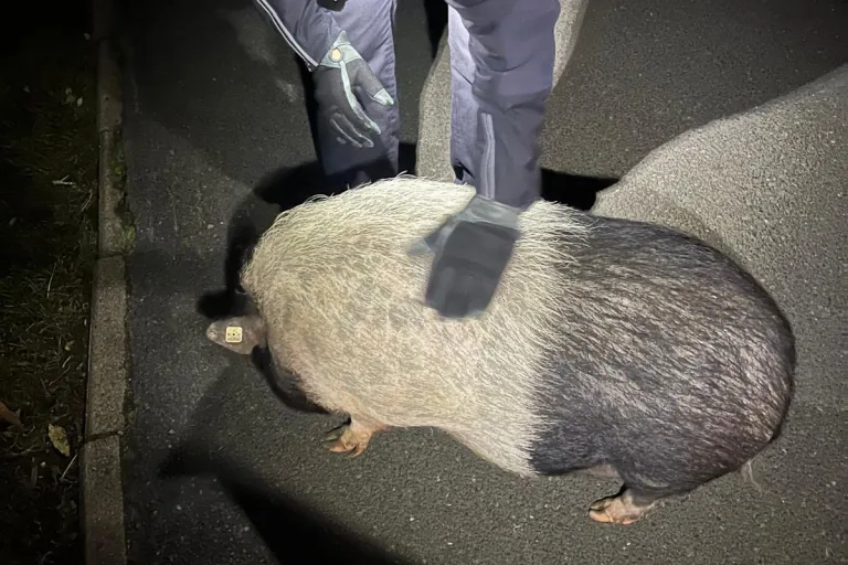 Bremen HB – Kurioser Einsatz – Hängebauchschwein auf Spaziergang