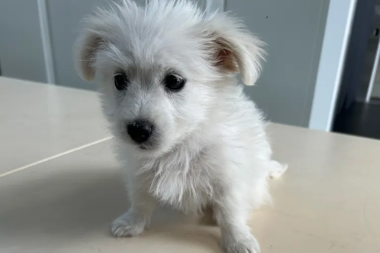 A8 Leipheim BY – Zoll entdeckt acht Wochen alten Hundewelpen