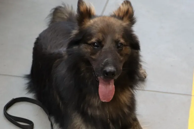 Münster - Zollhund Merlin erschnuppert mehrere Drogen