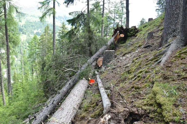 Tödlicher Arbeitsunfall in Guarda GR - Baum stürzt auf Forstarbeiter 