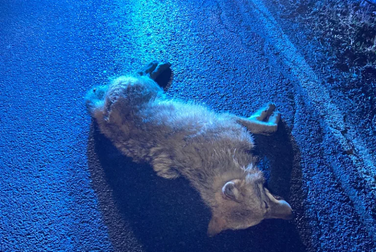 Ibbenbüren – Pkw kollidiert vermutlich mit einem Wolf