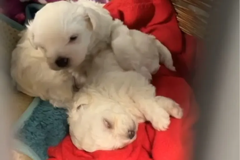 Frankfurt – Hundewelpen auf einem Flohmarkt verkauft