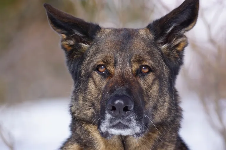 Chur GR – Polizeihund Cody hat den 14-Jährigen aufgespürt