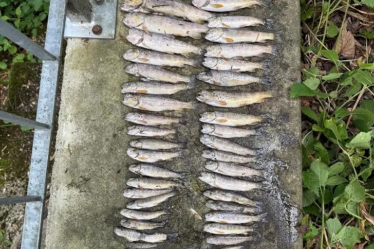 Grub AR – Ursache für Fischsterben im Mattenbach unklar