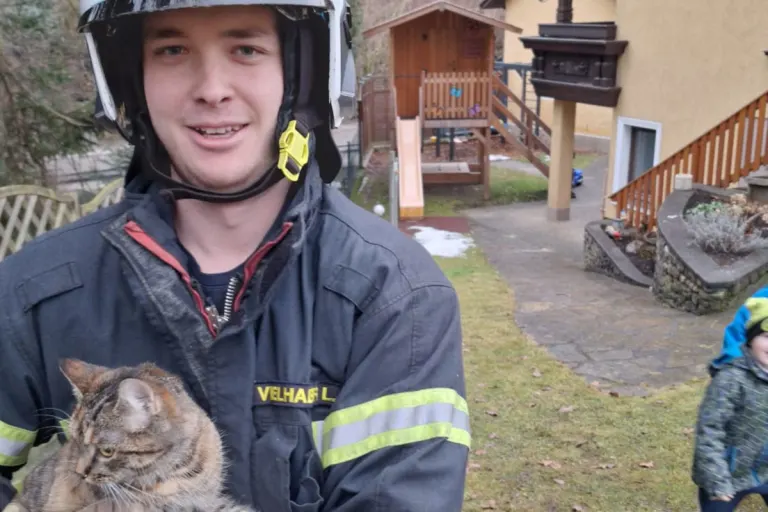 Waidhofen an der Ybbs – Vermisste Katze nach zwei Tagen geborgen