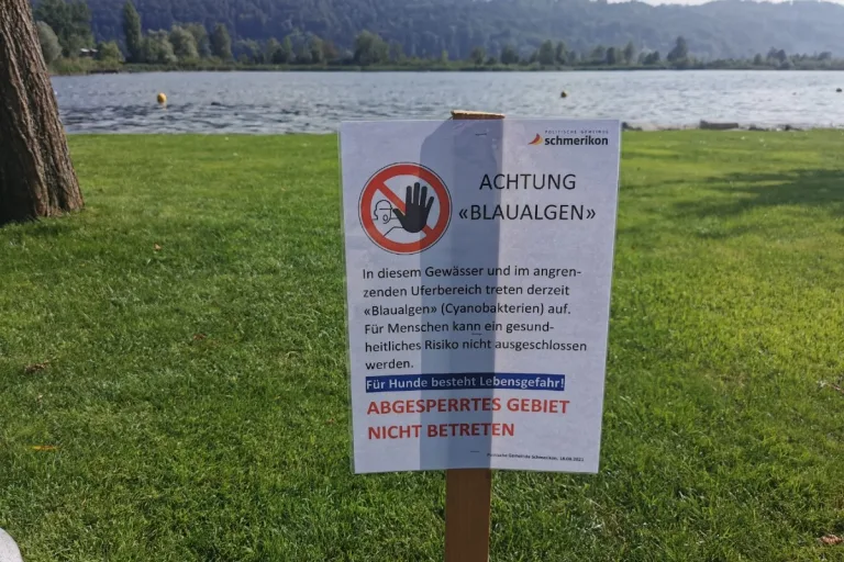 Tote Hunde in Schmerikon SG - Toxische «Blaualgen» sind bestätigt - Vorsicht ist geboten