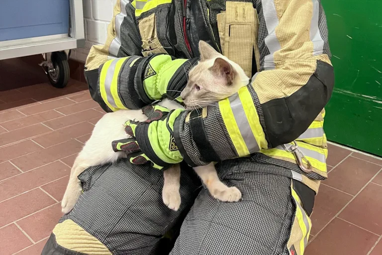 Hünxe NW – Feuerwehr rettet Katze aus Schleuse