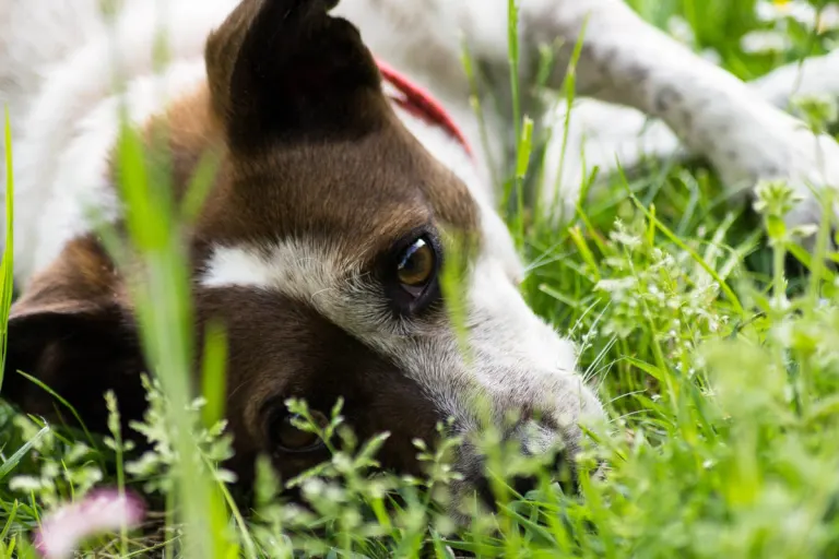 Pirching am Traubenberg – Hunde vermutlich mit Giftköder vergiftet