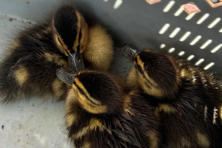 Halver NRW - Polizei und Feuerwehr retten Babyenten
