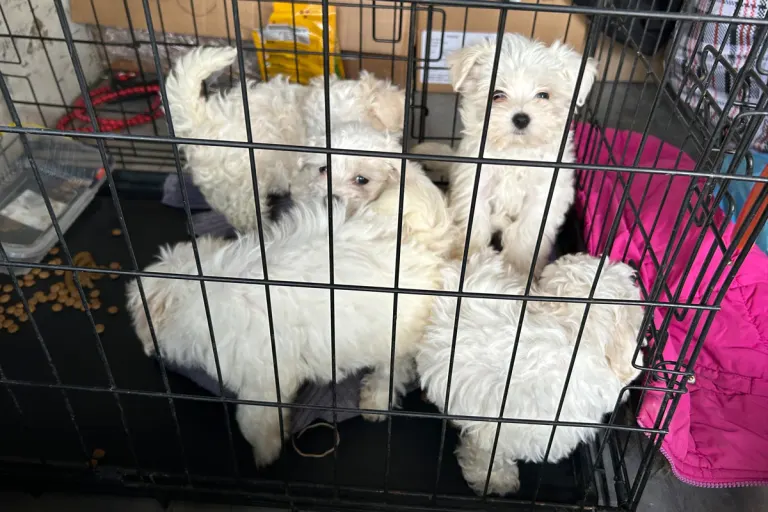 Schweinfurt BY – Zoll stoppt illegalen Hundetransport