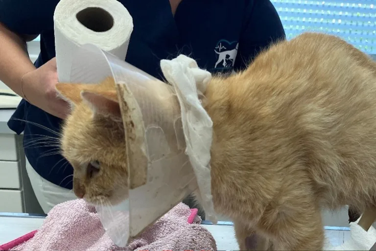 Bärnbach - Auf Katze geschossen