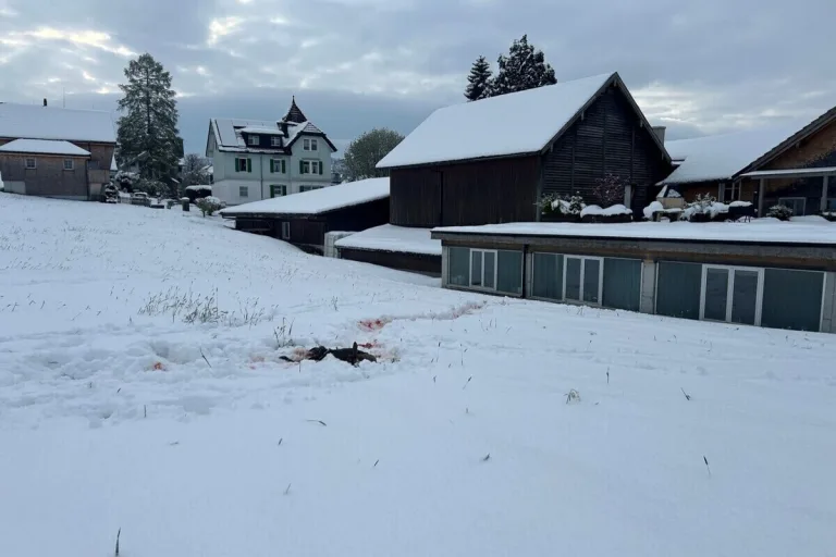 Teufen AR - Reh vom Wolf gerissen