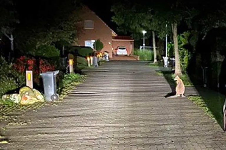 Delmenhorst - Besitzer eines Kängurus gesucht
