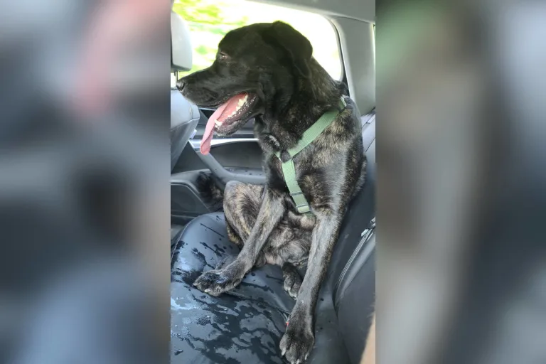 Bad Kreuznach – Freilaufender Hund – Halter/in gesucht!