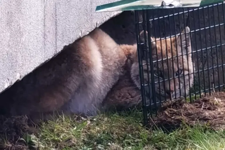 Goslar - Neues zum Luchs im Stadtgebiet Braunlage