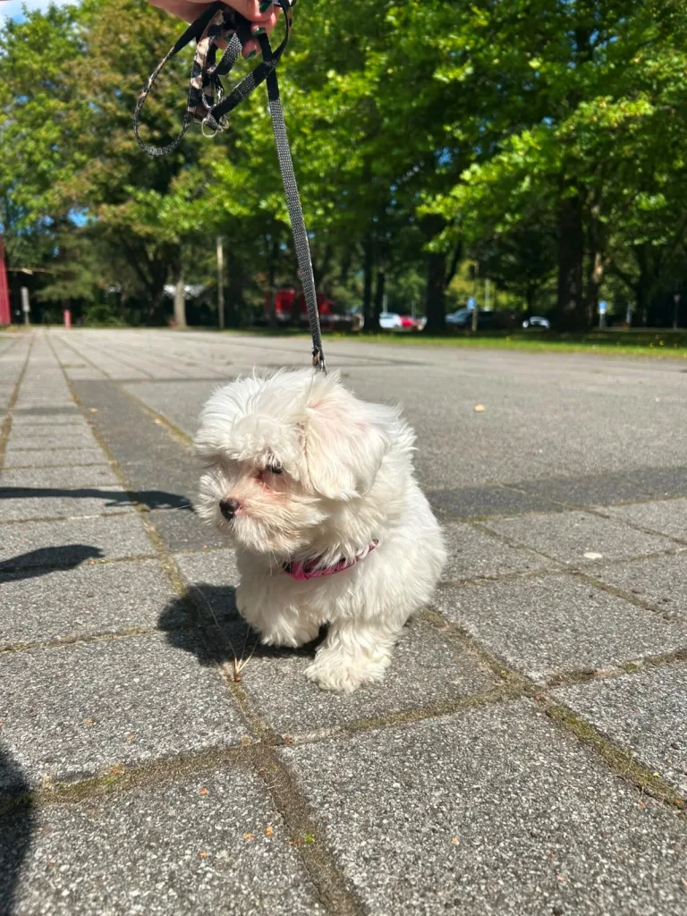 Rostock – Polizei sucht Halter eines gefundenen Malteser-Welpen