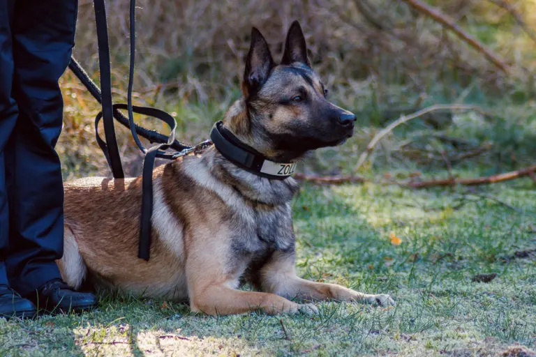 Osnabrück – Zollhund "Cracker" findet 10 Kilo Amphetamin