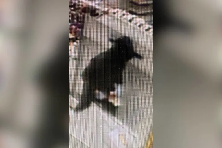 Weinfelden TG – Fahndung nach Überfall auf Volg-Laden